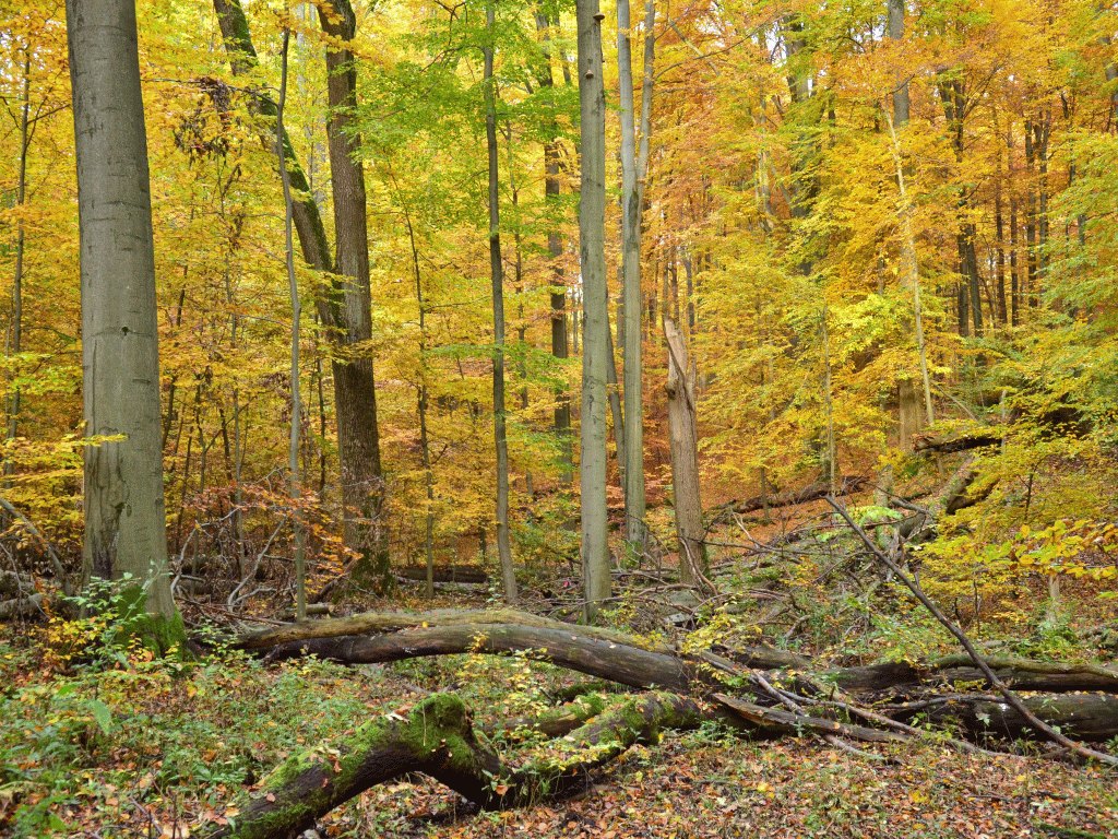 Waldstruktur (Foto: R. Biehl)
